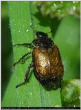 Again more bugpics IV