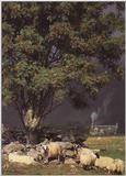 Scottish spotted sheep