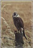 Juvenile Common Kestrel