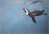 Mystic, CT: penguin.jpg