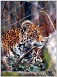 Jaguar1