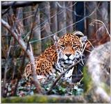 Jaguar2