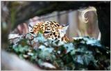 Jaguar peek a boo