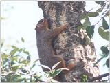 Jan1.jpg Fox Squirrel