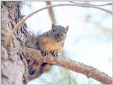 Jan3.jpg Fox Squirrel