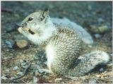 Jan5.jpg Calif Ground Squirrel