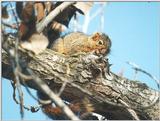 Jan6 Fox Squirrel