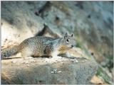 jan8.jpg Calif Ground Squirrel