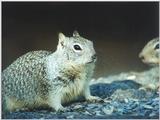 Jan9.jpg Calif Ground Squirrel