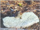 Jan11.jpg Lodgepole Chipmunk