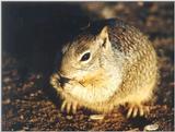 Jan15.jpg Calif Ground Squirrel