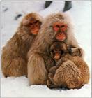 Snow Monkeys