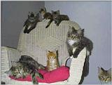 Jax and Pals :o)