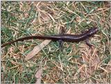 Jefferson Salamander (Ambystoma jeffersonianum) 1
