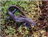 Jefferson Salamander (Ambystoma jeffersonianum)3