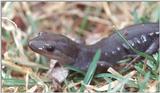Jefferson Salamanders (Ambystoma jeffersonianum) 1