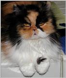 kitty face (another of mine)