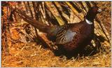 Ringneck Pheasant