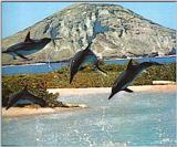 Jumping Dolfin's