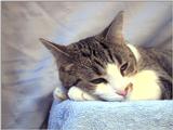 my cat june
