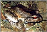 Jungle Frog