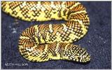 Here are some pics... Brook's Kingsnake (Lampropeltis getula brooksi)