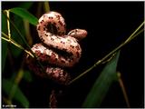 Juvenile Black Ratsnake (Elaphe obsoleta obsoleta)1