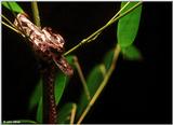 Juvenile Black Ratsnake (Elaphe obsoleta obsoleta)2