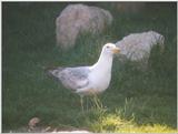Re: Looking for bird pix! - juvenile yellow-legged gull