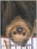 two-toed sloth