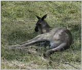 Kangaroo at Metro Toronto Zoo - KANGAROO.jpg