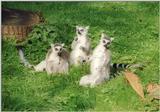 The Schwerin Zoo trio of trouble - Members of the Katta gang