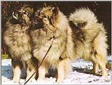 Re: how about some keeshound pics   daughter wants one what do they