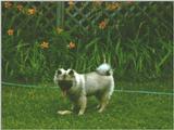 Keeshound 1 of 2
