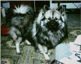 Keeshound 2 of 2