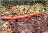 Kentucky Spring Salamander (Gyrinophilus p. duryi)