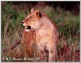 Lion in Kenya