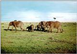 kenya