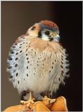 Cold American Kestrel