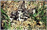 Kildeer chicks