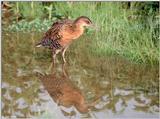 King Rail 5