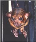 Kinkajou