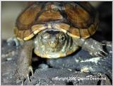 Mud Turtle