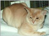 Cream Burmese Cat (male)