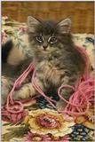 Kitten