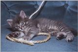 Kittnes: Gonna learn to lasso them mice!