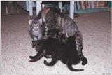 Kittens8-House Cats - by Ron Zeidler