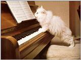 kitty n keyboard