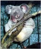 koala2