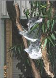 Koala (4 images)